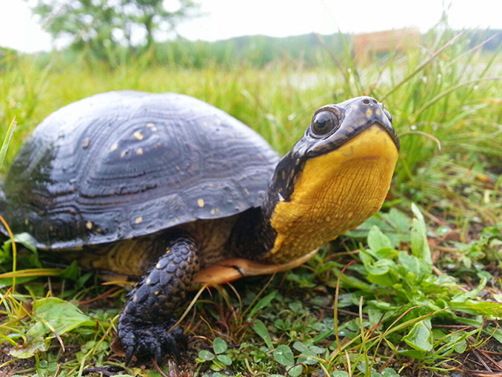 turtle watch, blanding's turtle