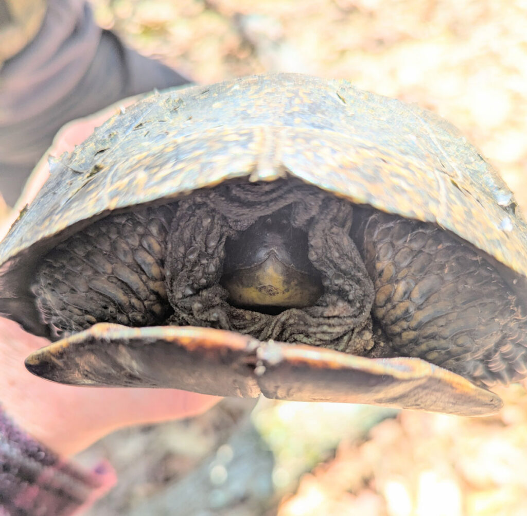 blanding's turtle