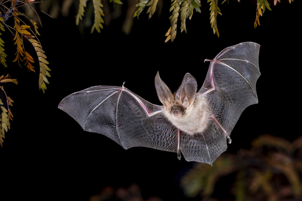 bats